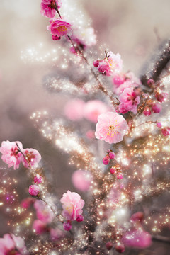 梅花素材