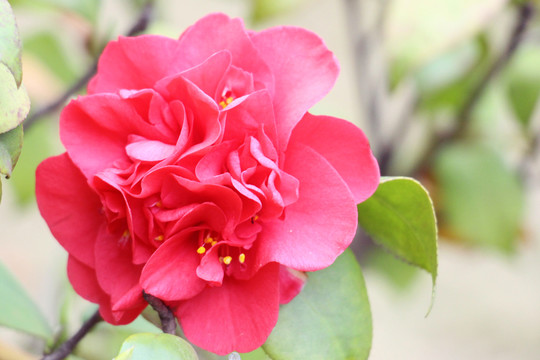 山茶花