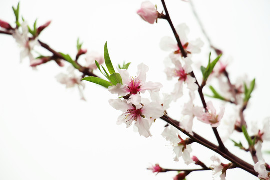 桃花