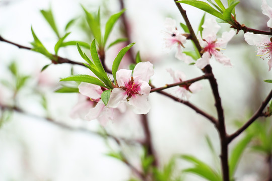 桃花