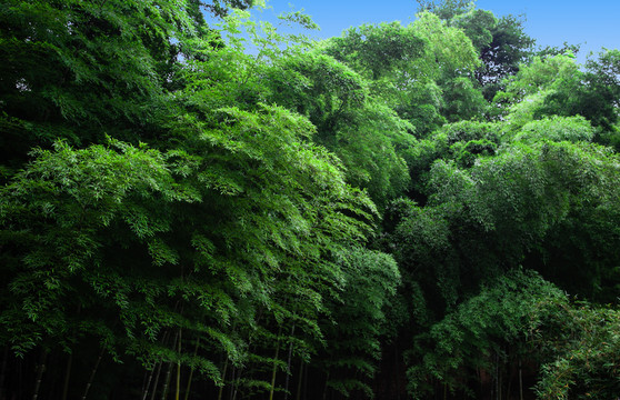 竹林