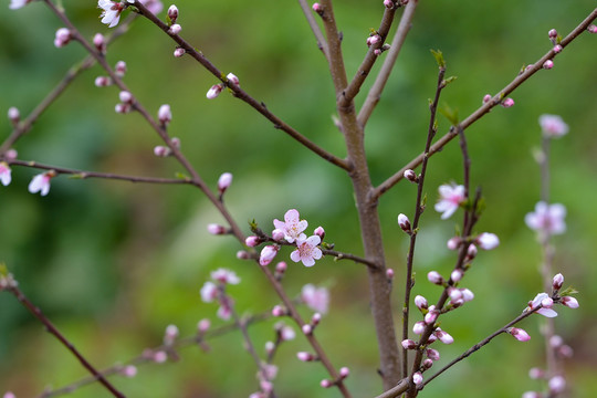 桃花