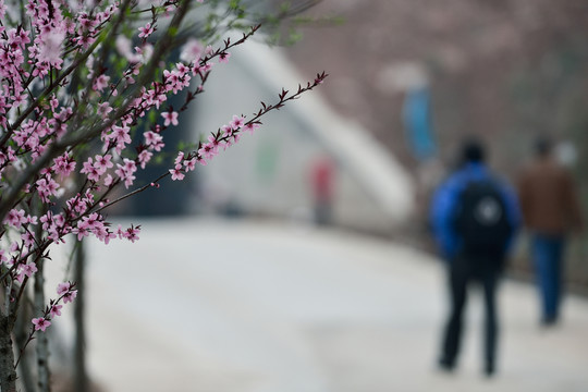 桃花