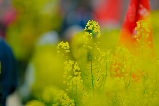 油菜花