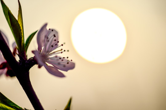 桃花 太陽