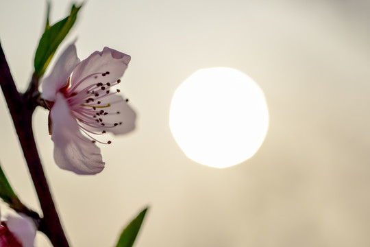 桃花