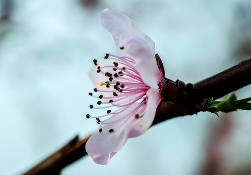 桃花
