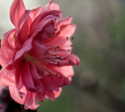 黃桃花