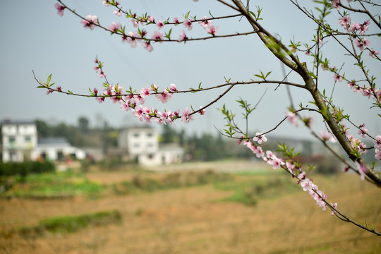 桃花