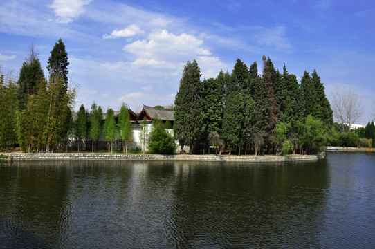 湖岸樹林