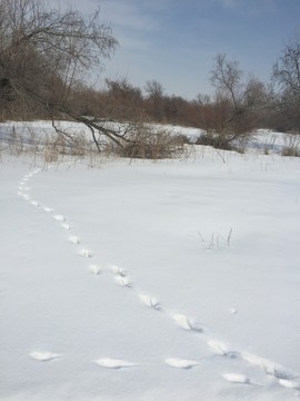雪地足跡