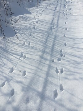 雪地足跡