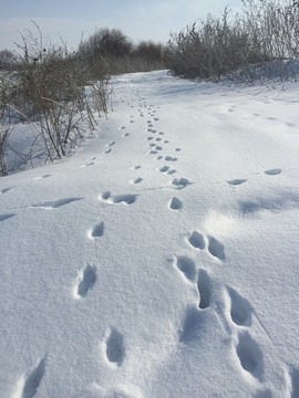 雪地足跡