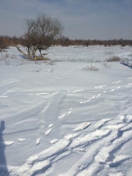雪野 車轍 足跡