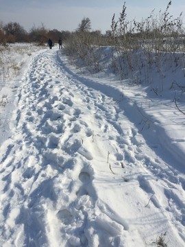雪野 車轍 足跡