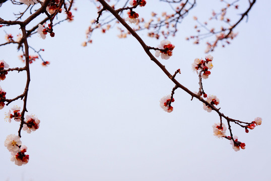 花枝邊框