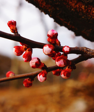 花蕾
