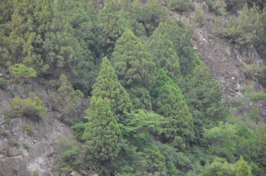 松樹山頭立