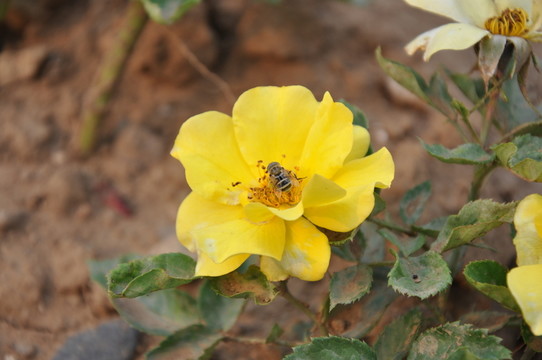 蜜蜂采花
