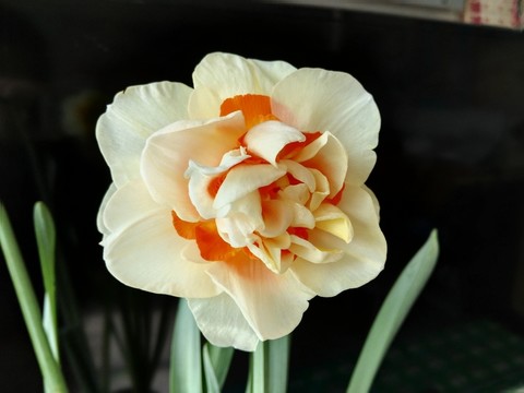 花頭正面特寫(xiě)