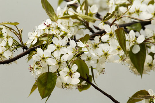 櫻花 花枝 花朵 花卉 園藝