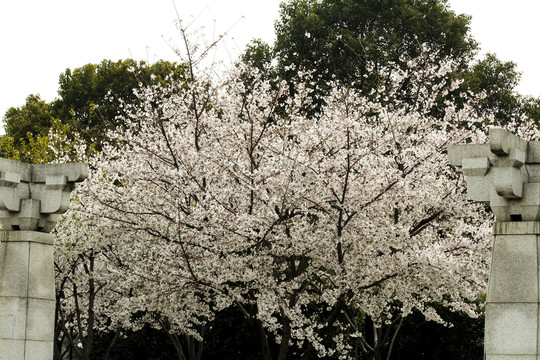 櫻花 花枝 花朵 花卉 園藝