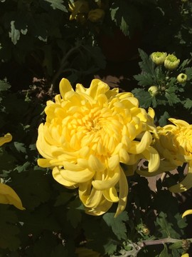菊花