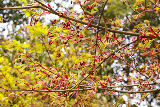紅花綠樹