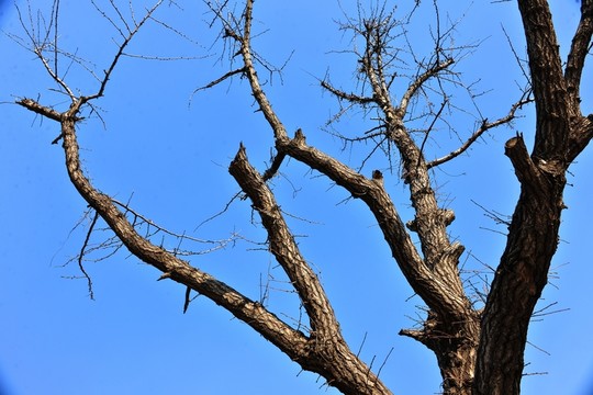 樹枝 樹干 樹木