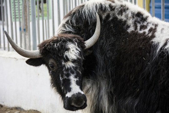 高原動物