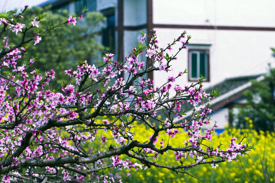 桃花