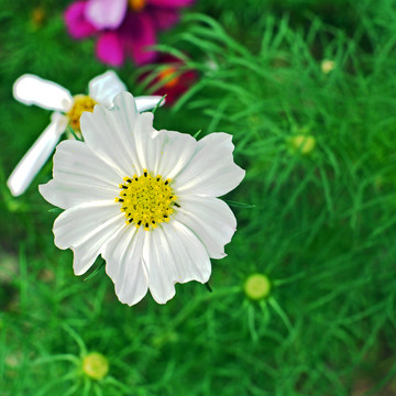 白槿花
