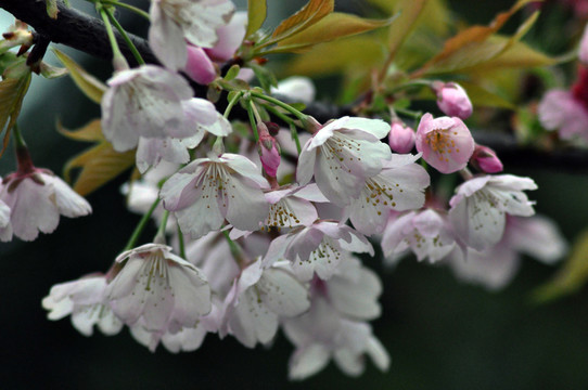 櫻花