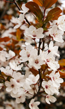 櫻花 花枝 花朵 花卉 園藝