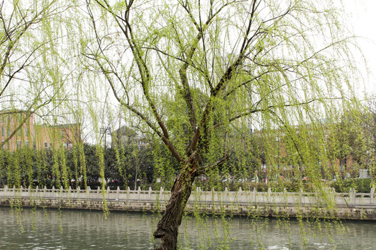 垂柳 柳樹(shù) 柳葉 湖水