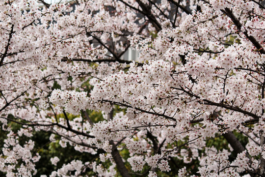 櫻花 花枝 花朵 花卉 園藝
