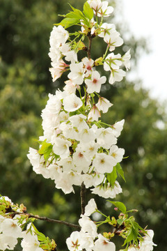 櫻花 花枝 花朵 花卉 園藝