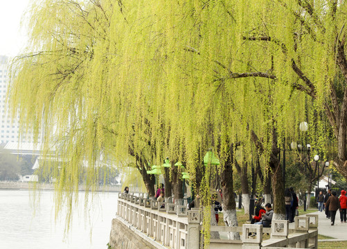 垂柳 柳樹 柳葉 湖水