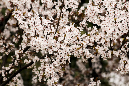 櫻花 花枝 花朵 花卉 園藝