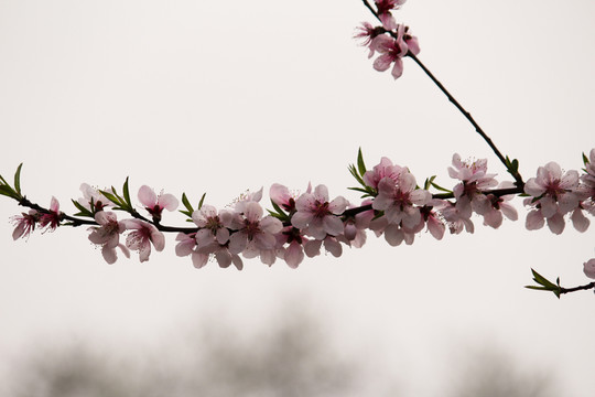 桃花 花卉 桃樹 花朵 花蕊