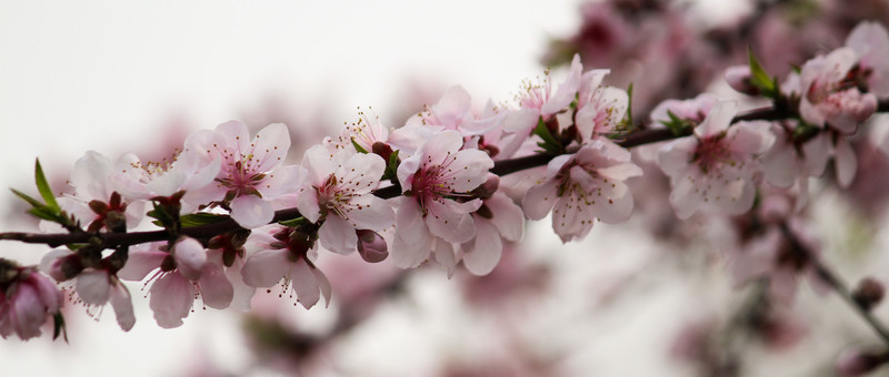 桃花 花卉 桃樹 花朵 花蕊