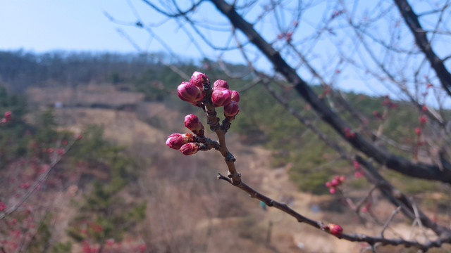 未開放的梅花