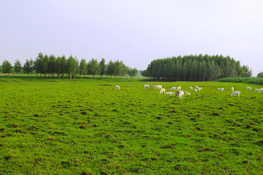 田園風(fēng)光
