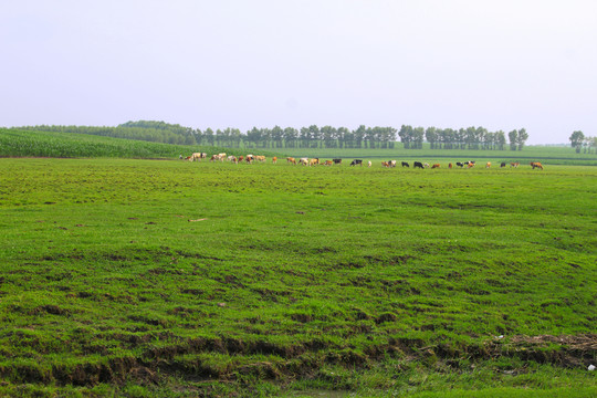 田園風(fēng)光