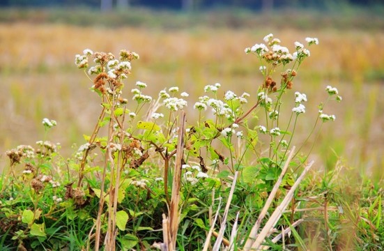 野草花