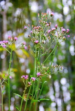 小野花