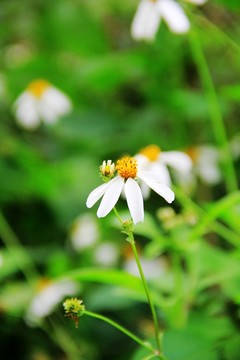 野菊花