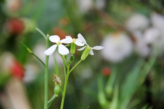 白色野花