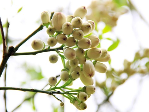 橘紅花蕾