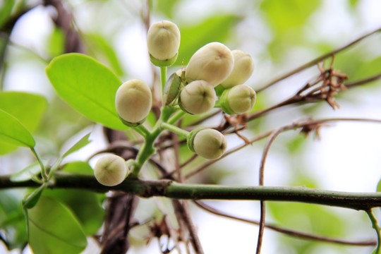 橘紅花蕾